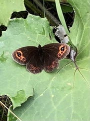 Erebia