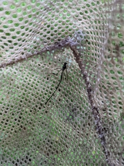 Pelecinus polyturator