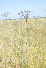Cenolophium denudatum
