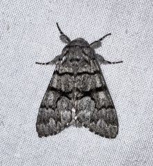 Panthea furcilla