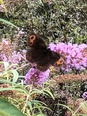 Erebia
