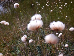 Eriophorum virginicum