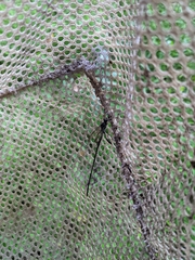 Pelecinus polyturator