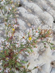 Tripolium pannonicum