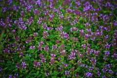 Thymus pulegioides