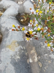 Tripolium pannonicum