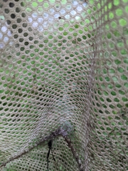 Pelecinus polyturator