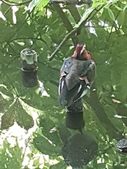 Aix galericulata