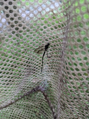 Pelecinus polyturator