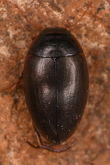 Agabinae