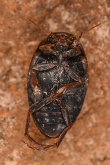 Agabinae