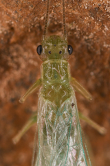 Chloroperlidae