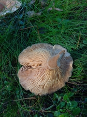 Lactarius helvus