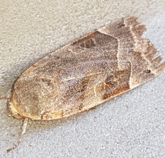 Noctua fimbriata