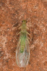 Chloroperlidae