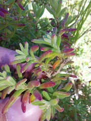 Tetragonia fruticosa