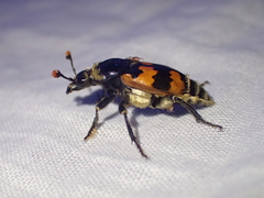 Nicrophorus vespillo