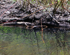 Nerodia sipedon sipedon