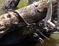 Nerodia sipedon sipedon