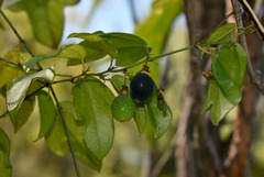 Passiflora pallida