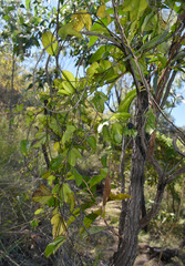Passiflora pallida