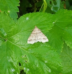 Phalaenophana pyramusalis