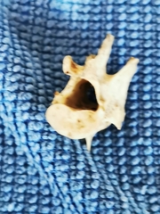 Animalia