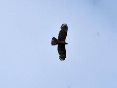 Pernis ptilorhynchus