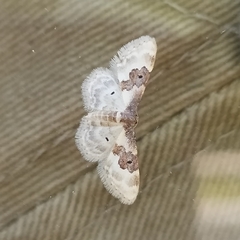 Idaea rusticata