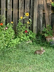 Sylvilagus floridanus