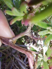 Tetragonia fruticosa