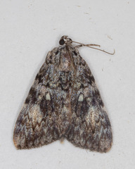 Catocala lineella