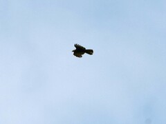 Pernis ptilorhynchus