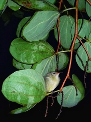 Nectariniidae