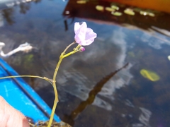 Utricularia purpurea