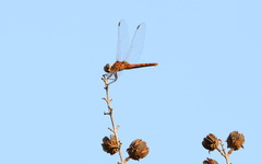 Urothemis signata