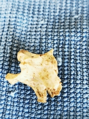 Animalia