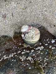 Littorina littorea