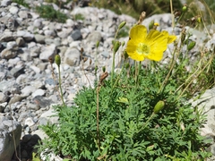 Papaver corona-sancti-stephani
