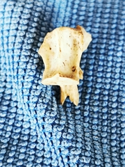 Animalia