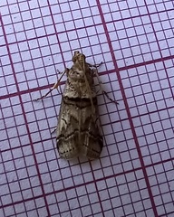 Acrobasis romanella