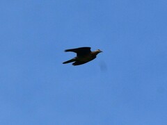 Streptopelia orientalis