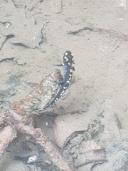 Salamandra salamandra