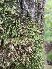 Homalia trichomanoides