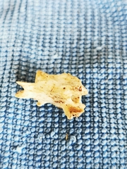 Animalia