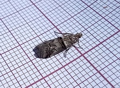 Acrobasis romanella