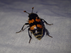 Nicrophorus vespillo