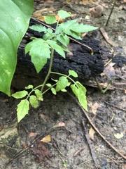 Solanum pimpinellifolium