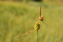 Carex flava