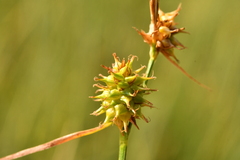 Carex flava